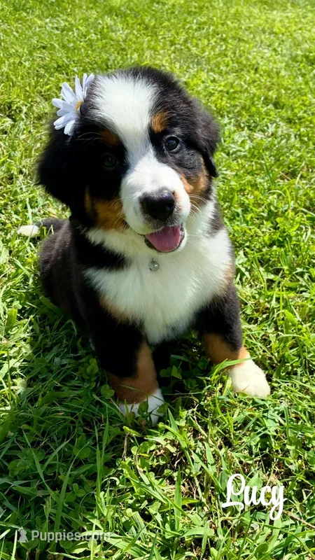 Lucy – Bernese Mountain Dog puppy for sale in New Florence, PA