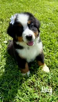 Lucy, a female Bernese Mountain Dog for sale in New Florence, PA – 1 of 1