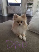 Boy 1, a male Pomeranian for sale in Dublin, GA – Photo 5 of 6