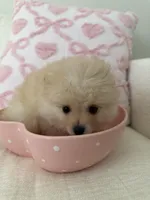 Boy 1, a male Pomeranian for sale in Dublin, GA – Photo 2 of 6