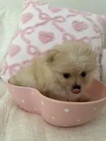 Boy 1, a male Pomeranian for sale in Dublin, GA – Photo 3 of 6