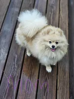 Boy 1, a male Pomeranian for sale in Dublin, GA – Photo 6 of 6
