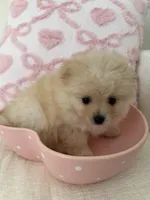 Boy 1, a male Pomeranian for sale in Dublin, GA – Photo 4 of 6