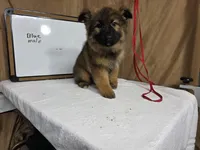 Blue male, a female German Shepherd Dog for sale in Shelbyville, TN – Photo 2 of 2