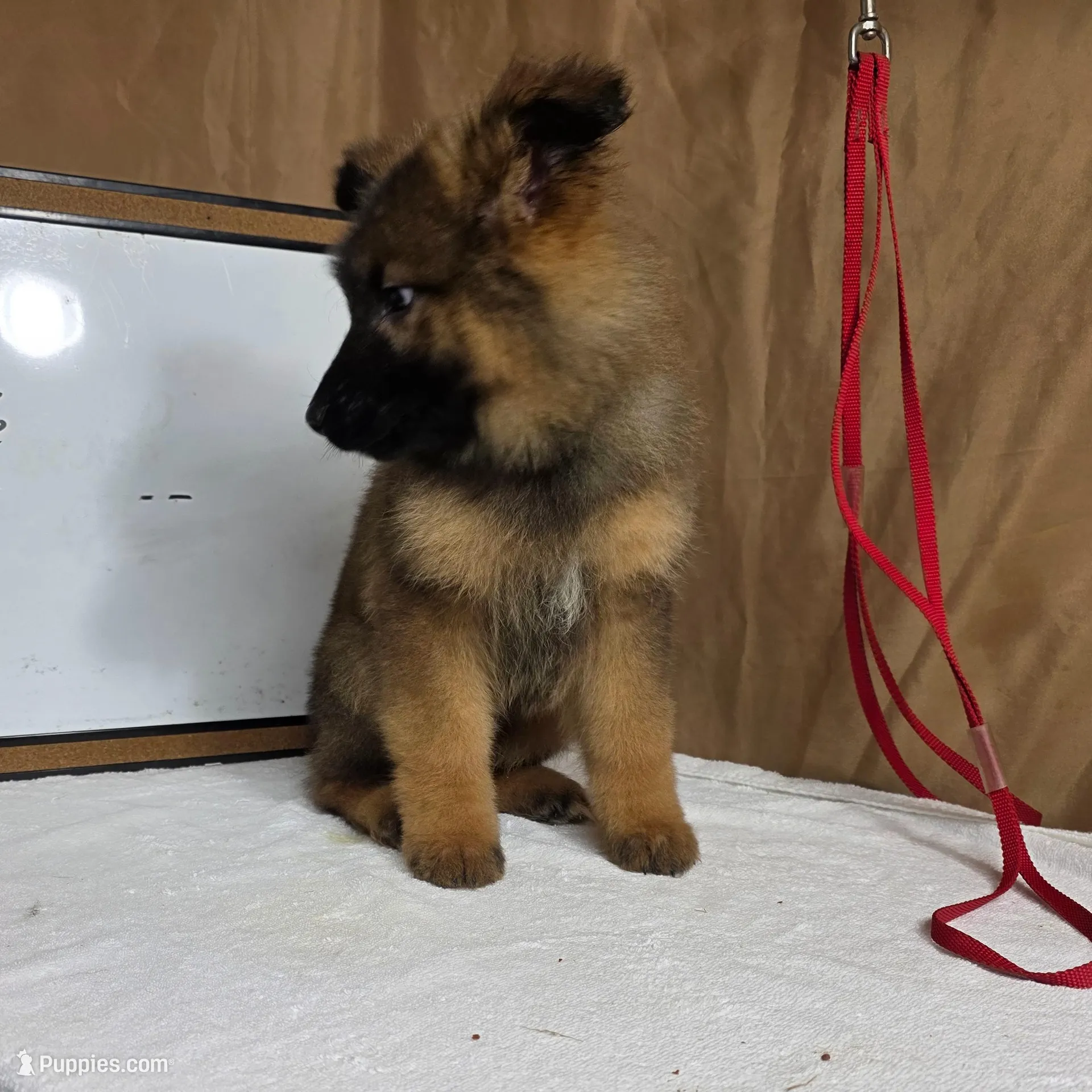 Blue male – German Shepherd Dog puppy for sale in Shelbyville, TN
