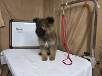 Purple male, a male German Shepherd Dog for sale in Shelbyville, TN – Photo 3 of 3