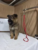 Purple male, a male German Shepherd Dog for sale in Shelbyville, TN – Photo 1 of 3