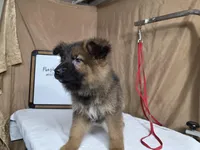 Purple male, a male German Shepherd Dog for sale in Shelbyville, TN – Photo 2 of 3