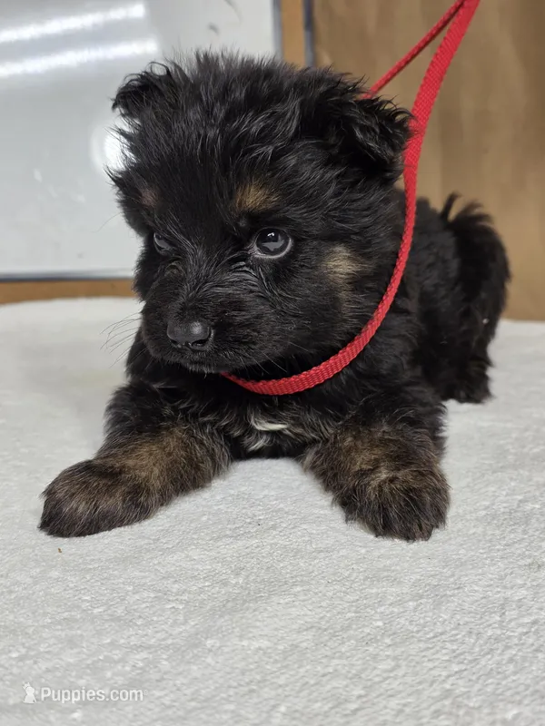 Red male, a male German Shepherd Dog for sale in Shelbyville, TN – Photo 1 of 5