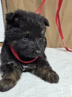 Red male, a male German Shepherd Dog for sale in Shelbyville, TN – Photo 2 of 5