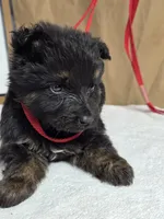 Red male, a male German Shepherd Dog for sale in Shelbyville, TN – Photo 3 of 5