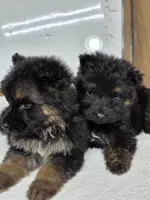 Red male, a male German Shepherd Dog for sale in Shelbyville, TN – Photo 4 of 5