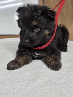 Red male, a male German Shepherd Dog for sale in Shelbyville, TN – Photo 5 of 5