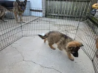 Last female, a female German Shepherd Dog for sale in Shelbyville, TN – Photo 5 of 5