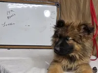 Last female, a female German Shepherd Dog for sale in Shelbyville, TN – Photo 4 of 5