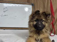 Last female, a female German Shepherd Dog for sale in Shelbyville, TN – Photo 1 of 5