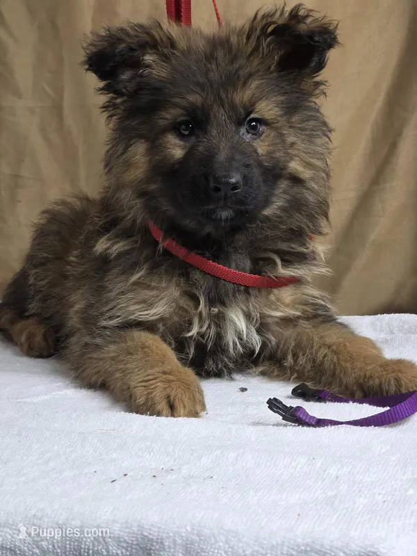 Purple female – German Shepherd Dog puppy for sale in Shelbyville, TN