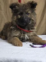 Purple female, a female German Shepherd Dog for sale in Shelbyville, TN – Photo 1 of 4