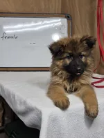 Purple female, a female German Shepherd Dog for sale in Shelbyville, TN – Photo 2 of 4