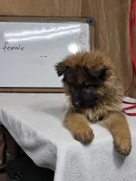 Purple female, a female German Shepherd Dog for sale in Shelbyville, TN – Photo 3 of 4