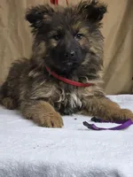 Purple female, a female German Shepherd Dog for sale in Shelbyville, TN – Photo 4 of 4