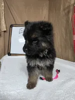 Pink female, a female German Shepherd Dog for sale in Shelbyville, TN – Photo 6 of 8