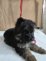 Pink female, a female German Shepherd Dog for sale in Shelbyville, TN – Photo 2 of 8