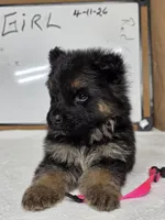 Pink female, a female German Shepherd Dog for sale in Shelbyville, TN – Photo 3 of 8