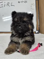 Pink female, a female German Shepherd Dog for sale in Shelbyville, TN – Photo 1 of 8