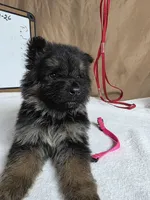 Pink female, a female German Shepherd Dog for sale in Shelbyville, TN – Photo 8 of 8