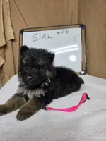 Pink female, a female German Shepherd Dog for sale in Shelbyville, TN – Photo 7 of 8