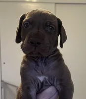 Loki, a male Great Dane for sale in Vincentown, NJ – 1 of 1