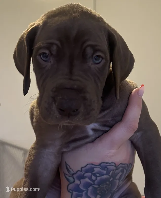 Thor – Great Dane puppy for sale in Vincentown, NJ