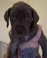 Thor, a male Great Dane for sale in Vincentown, NJ – 1 of 1