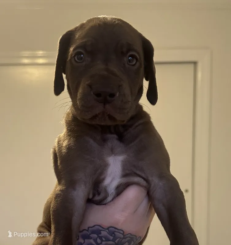 Scarlet – Great Dane puppy for sale in Vincentown, NJ