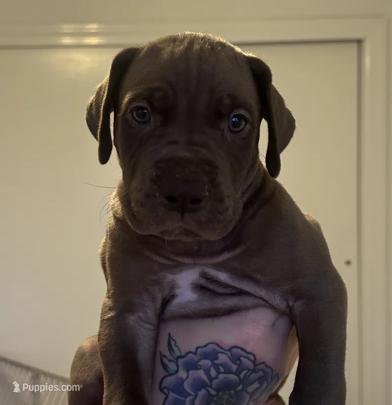 Scooby – Great Dane puppy for sale in Vincentown, NJ