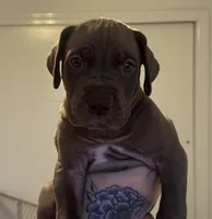 Scooby, a male Great Dane for sale in Vincentown, NJ – 1 of 1
