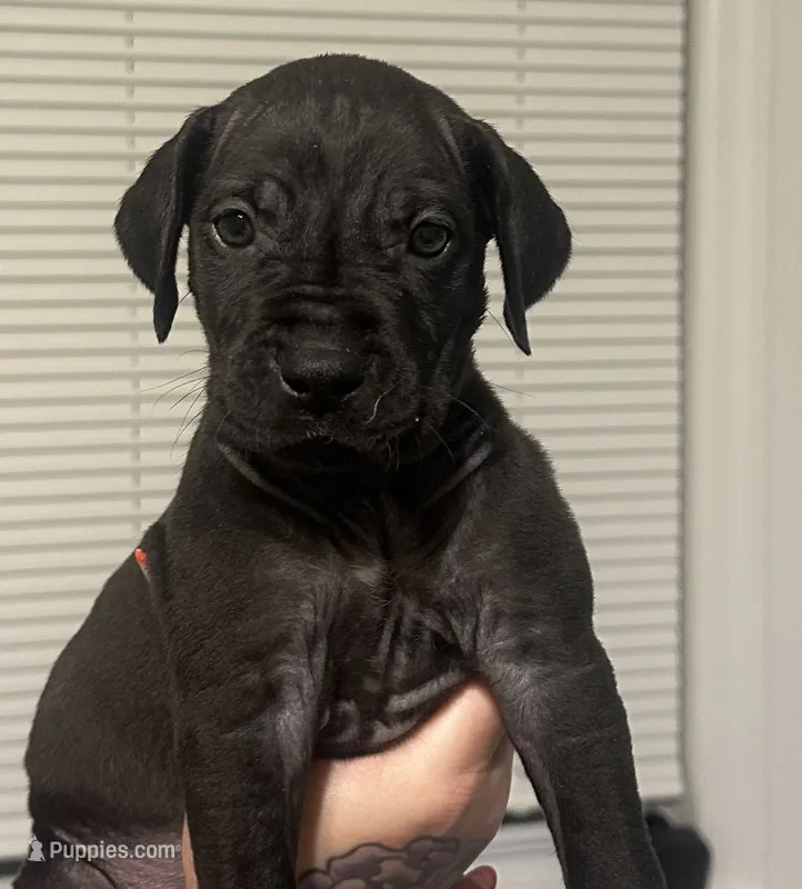Pepper – Great Dane puppy for sale in Vincentown, NJ