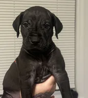 Pepper, a female Great Dane for sale in Vincentown, NJ – 1 of 1