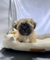 Fin, a male Shih Tzu and Mal Shi for sale in Mesa, AZ – 4 of 7