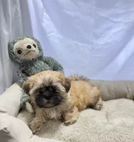 Fin, a male Shih Tzu and Mal Shi for sale in Mesa, AZ – 3 of 7