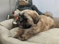 Fin, a male Shih Tzu and Mal Shi for sale in Mesa, AZ – 5 of 7