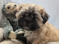 Fin, a male Shih Tzu and Mal Shi for sale in Mesa, AZ – 1 of 7