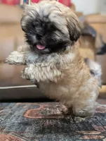 Fin, a male Shih Tzu and Mal Shi for sale in Mesa, AZ – 6 of 7