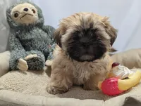 Fin, a male Shih Tzu and Mal Shi for sale in Mesa, AZ – 7 of 7