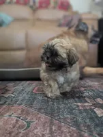 Fin, a male Shih Tzu and Mal Shi for sale in Mesa, AZ – 2 of 7