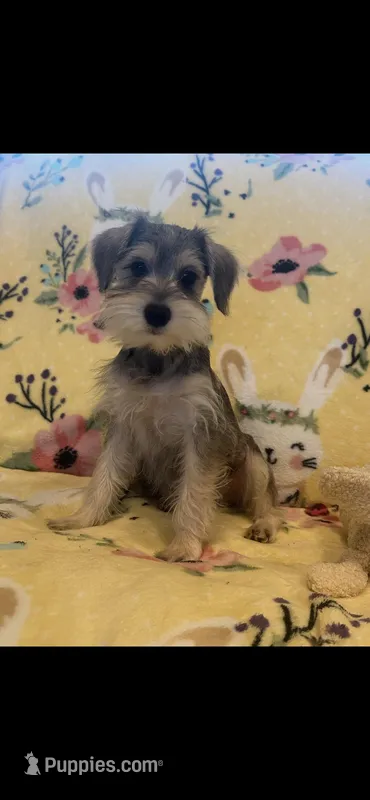 Sassy – Miniature Schnauzer puppy for sale in Sarasota, FL