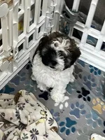 Thumper, a male Maltipoo for sale in Sarasota, FL – 2 of 3