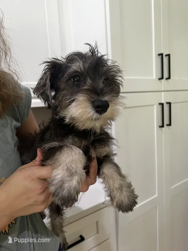 Goofy – Miniature Schnauzer puppy for sale in Sarasota, FL