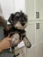 Goofy, a male Miniature Schnauzer for sale in Sarasota, FL – 1 of 1